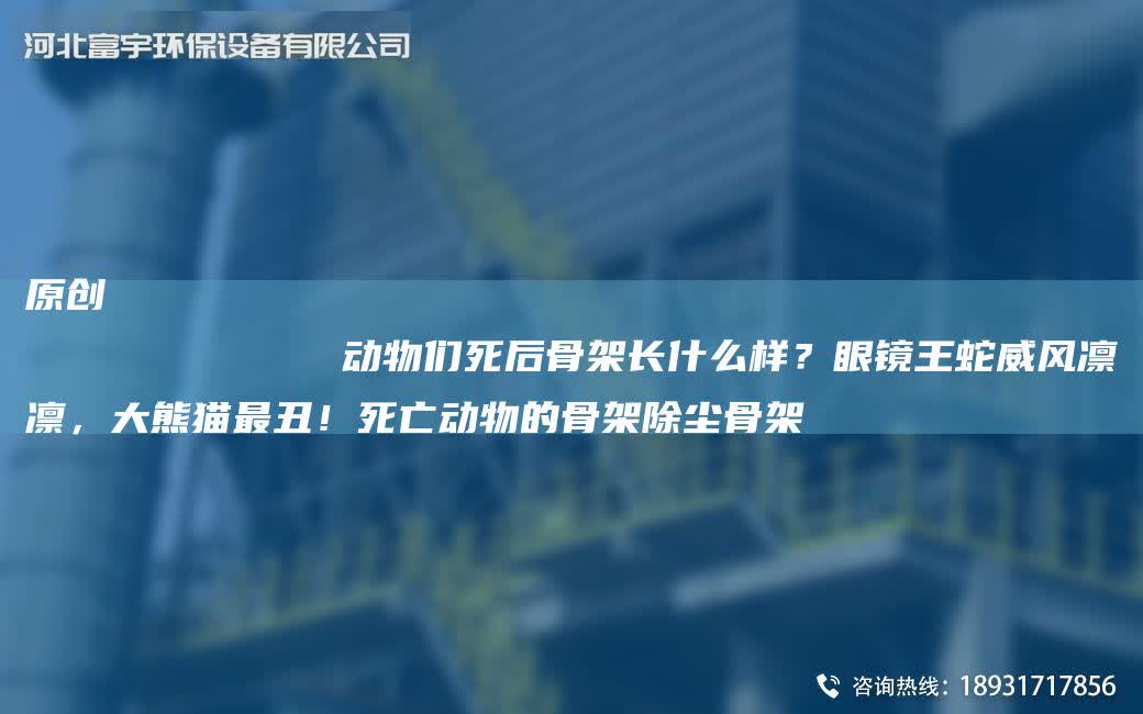 原創(chuàng)
            動物們死后骨架長什么樣？眼鏡王蛇威風凜凜，大熊貓Z丑！死亡動物的骨架除塵骨架