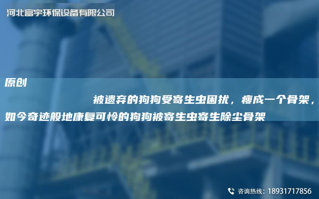 原創(chuàng)
            被遺棄的狗狗受寄生蟲困擾，瘦成一個骨架，如今奇跡般地康復可憐的狗狗被寄生蟲寄生除塵骨架